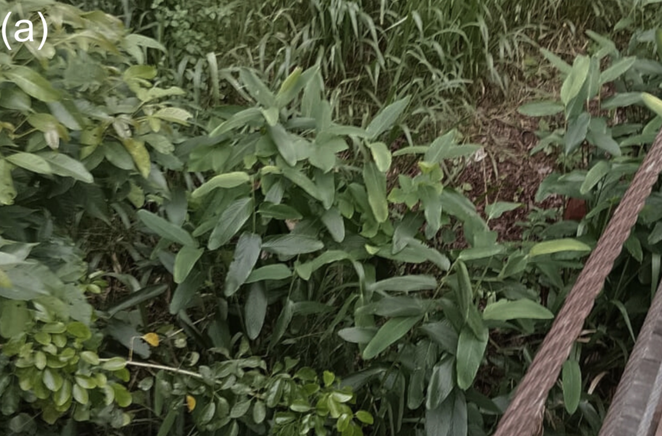 'Lost' for 170 years, rare plant recorded in Sri Lanka