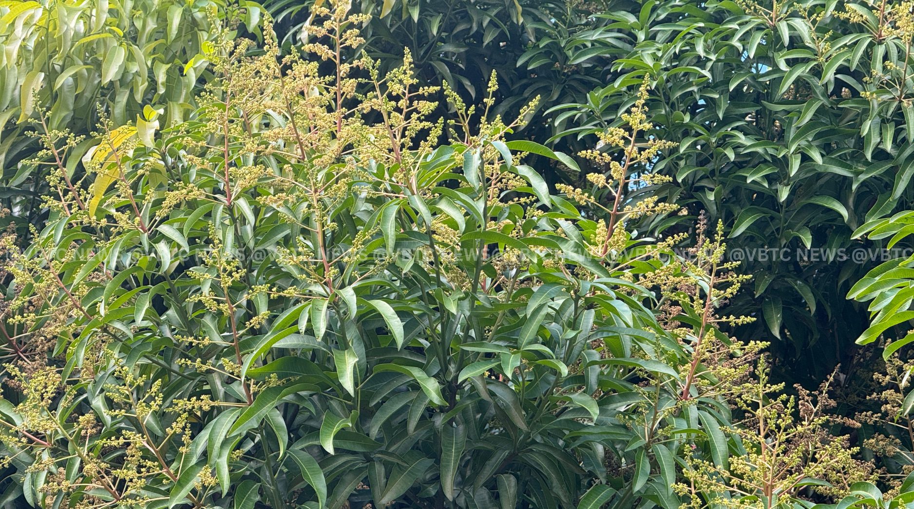 Mango Flowering Seen as Traditional Sign of Active Cyclone Season