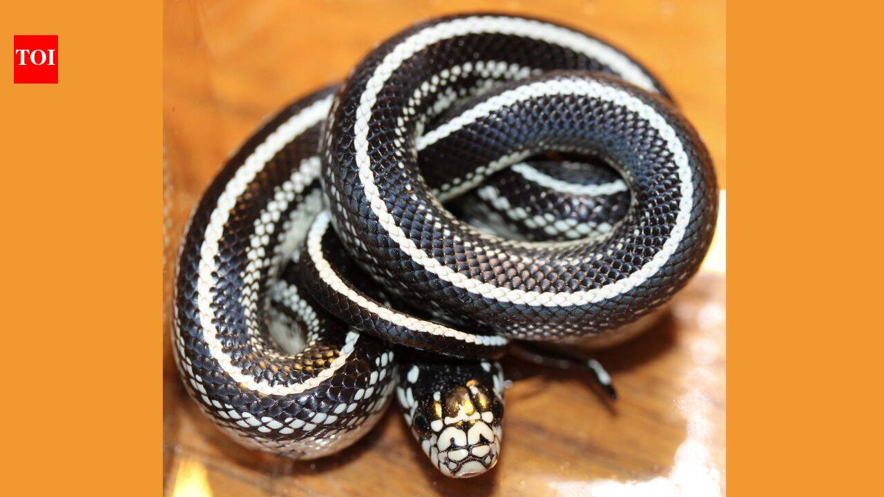 Meet the king snake: The non-venomous reptile that hunts, kills, and eats venomous snakes without becoming their next victim and where can travellers find them