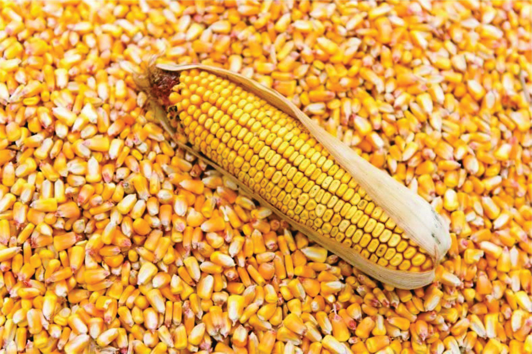 Millers warn wheat shortfall will deepen import dependence