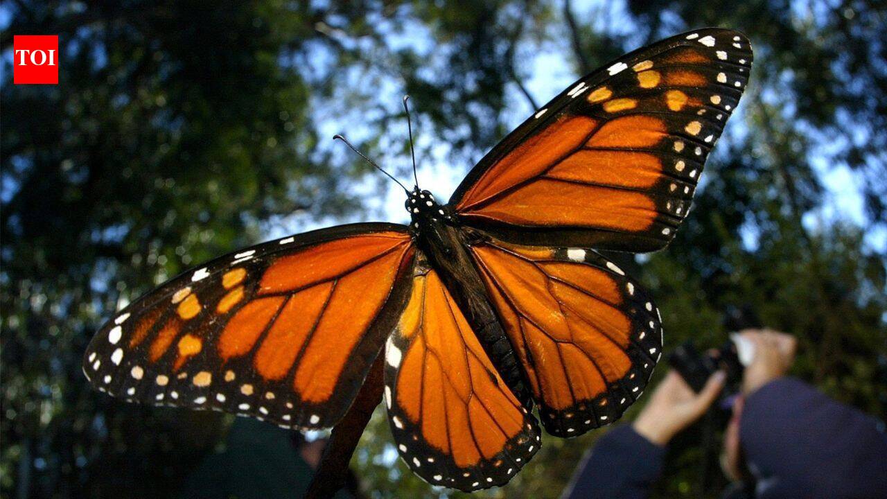 Monarch butterfly has been added to endangered species list, to conserve them scientists in California have given them solar-powered radio backpacks
