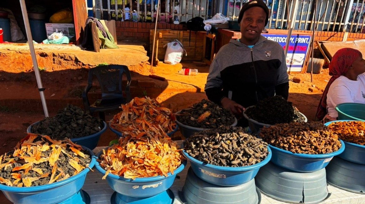 Mopane Worms: Beyond South Africa's delicacy