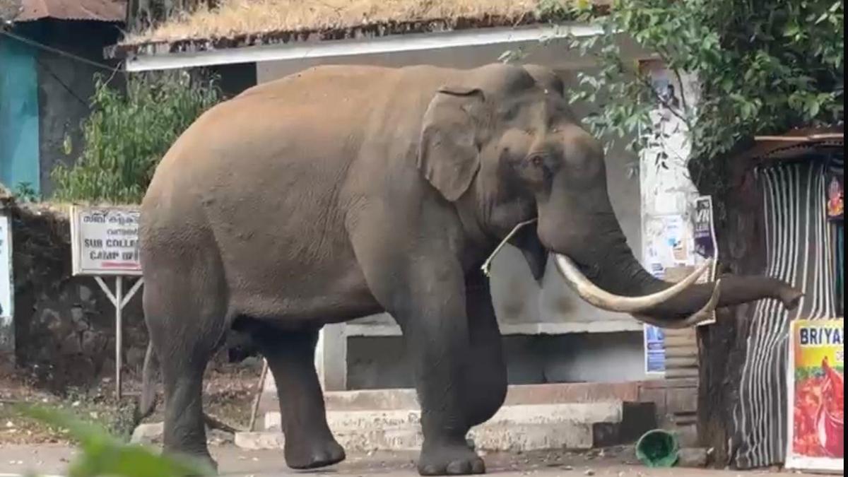 Munnar landscape accounts for highest number of deaths in wild elephant attacks in Keralam
