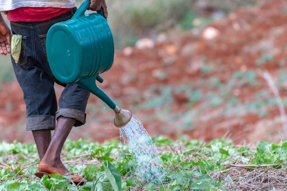 NWC says drought conditions torrid in north eastern parishes