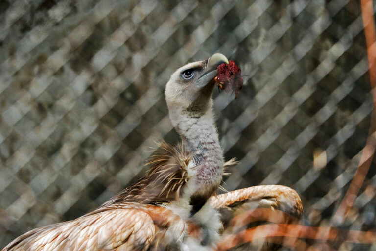 Nepal zoo bird flu outbreak raises alarm for national parks