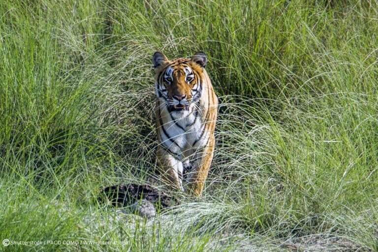 Nepal’s newest national parks drive tiger recovery, but new concerns arise