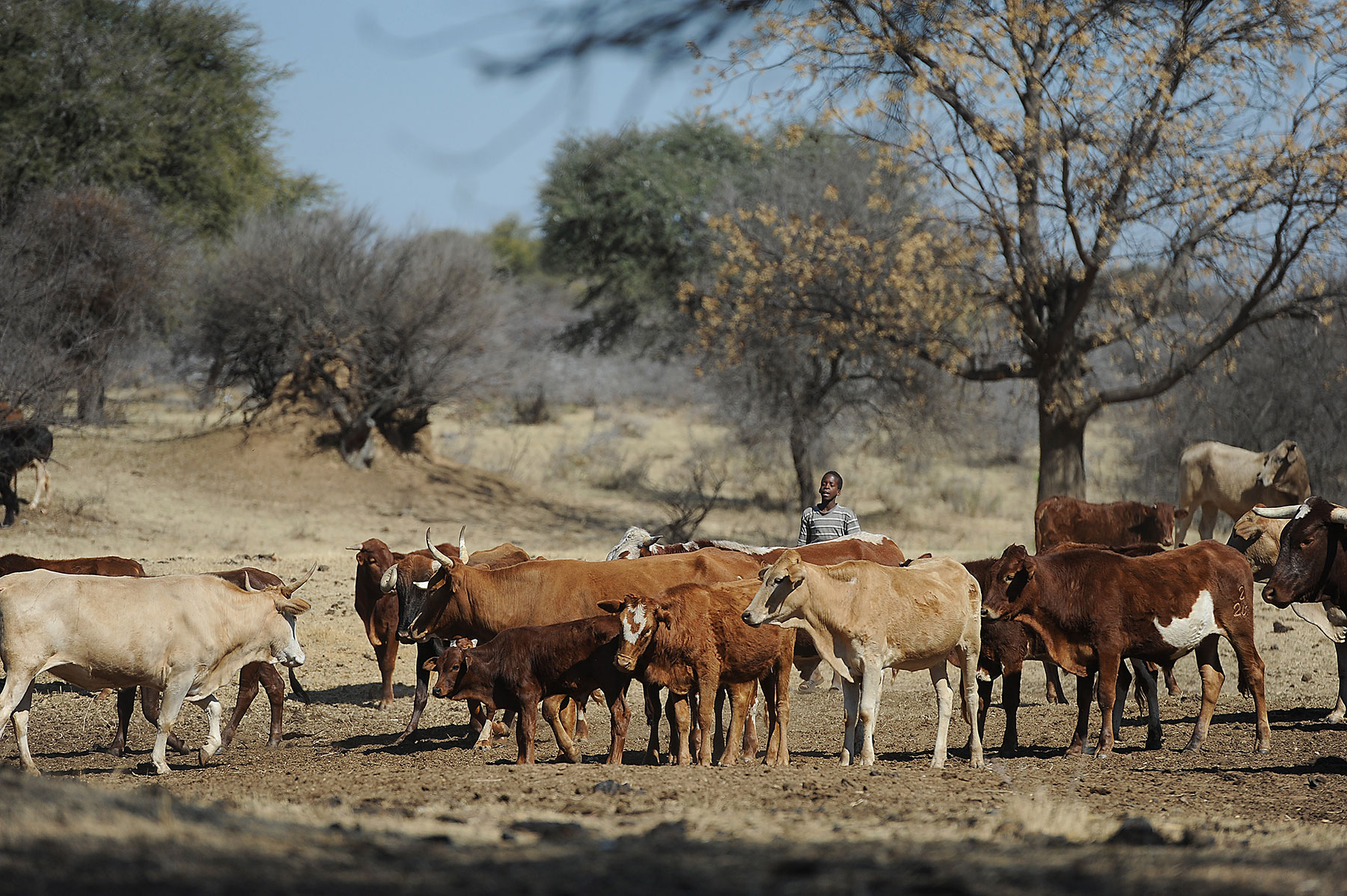 Ngamiland Farmers welcome Namibia-Angola beef transit breakthrough