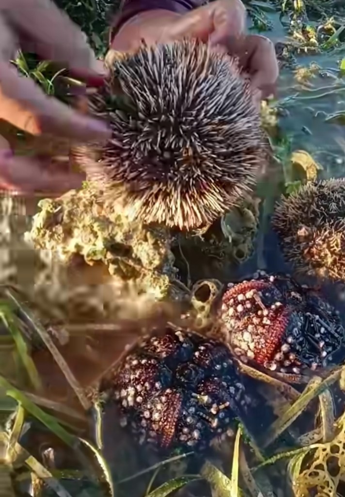 Ngaraard Begins Experimental Sea Urchin Cage Culture Trial