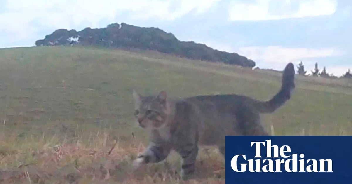 Nine Lives, the feral cat that terrorised New Zealand’s rare ducks, is caught after three years | New Zealand