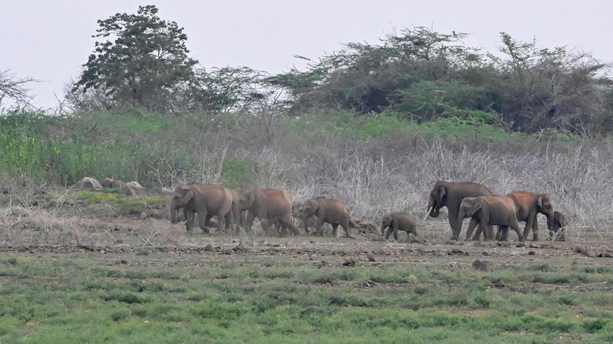 No State can block traditional routes of elephants: Supreme Court