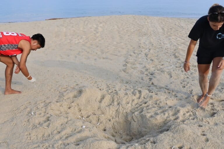 On a Philippine beach, villagers are stepping up to save sea turtle nests