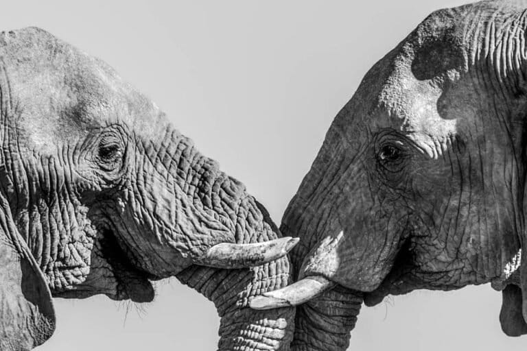 On ivory, follow the trafficking networks and not the headlines (commentary)