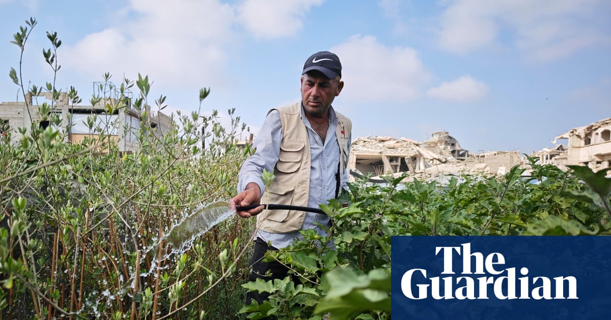 On scraps of land and under constant threat, Gaza farmers struggle to survive | Gaza