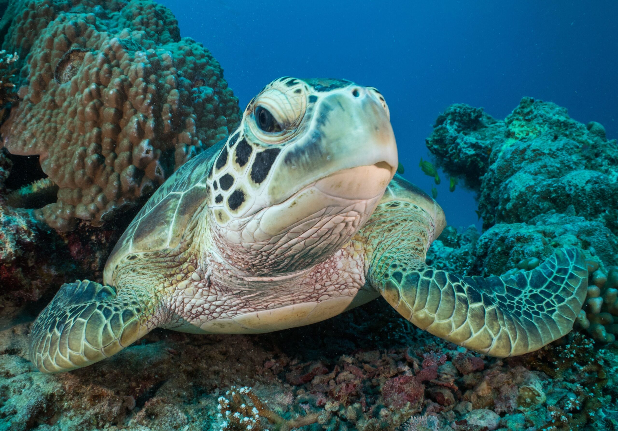 On the Great Barrier Reef, management by Traditional Owners is growing