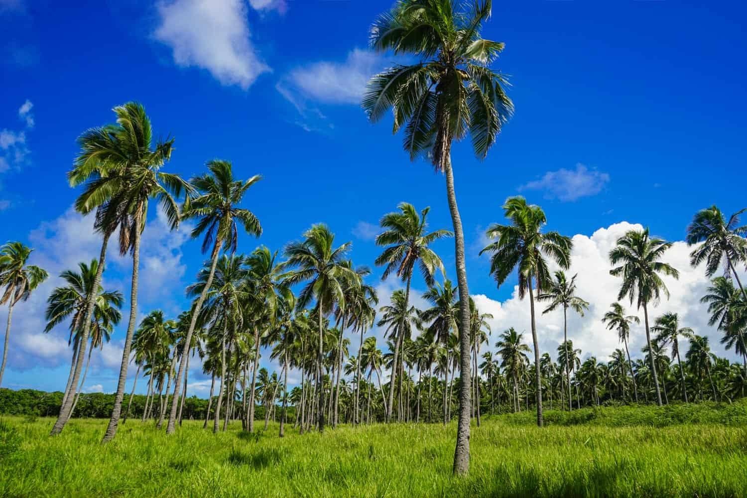 Opinion:Tonga’s Most Powerful Energy Resource Is Already All Around Us