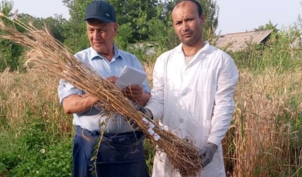 Over a Thousand Samples: Tajikistan Modernizes Plant Genetic Bank