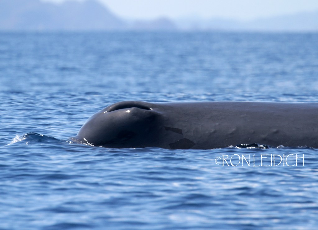Palau students celebrate Whale Day with hands-on learning at Ngeremlengui