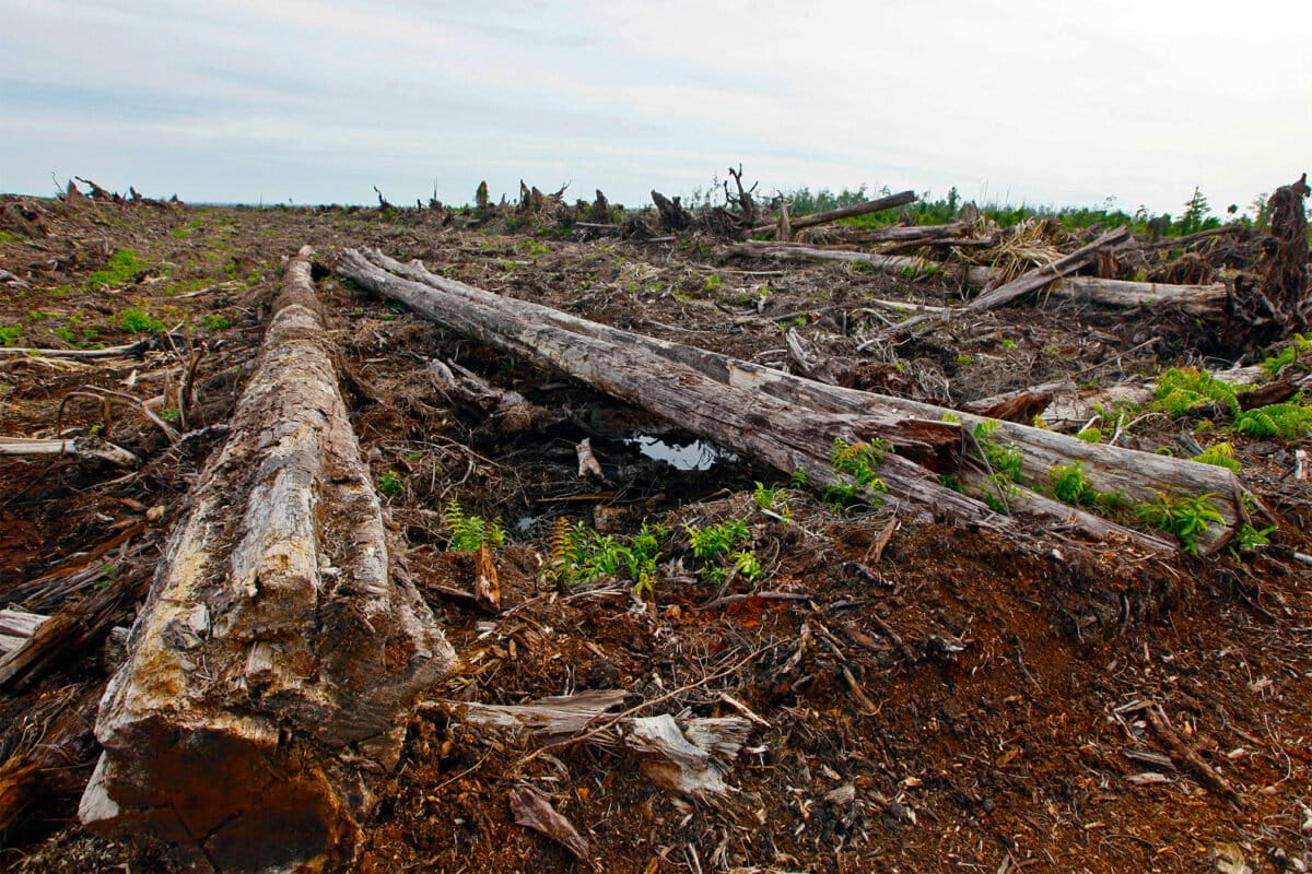 Cleared land at an industrial oil palm plantation at Tripa peat swamp in Aceh province.