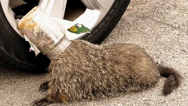 Pennsylvania groundhog freed after jar stuck on its head