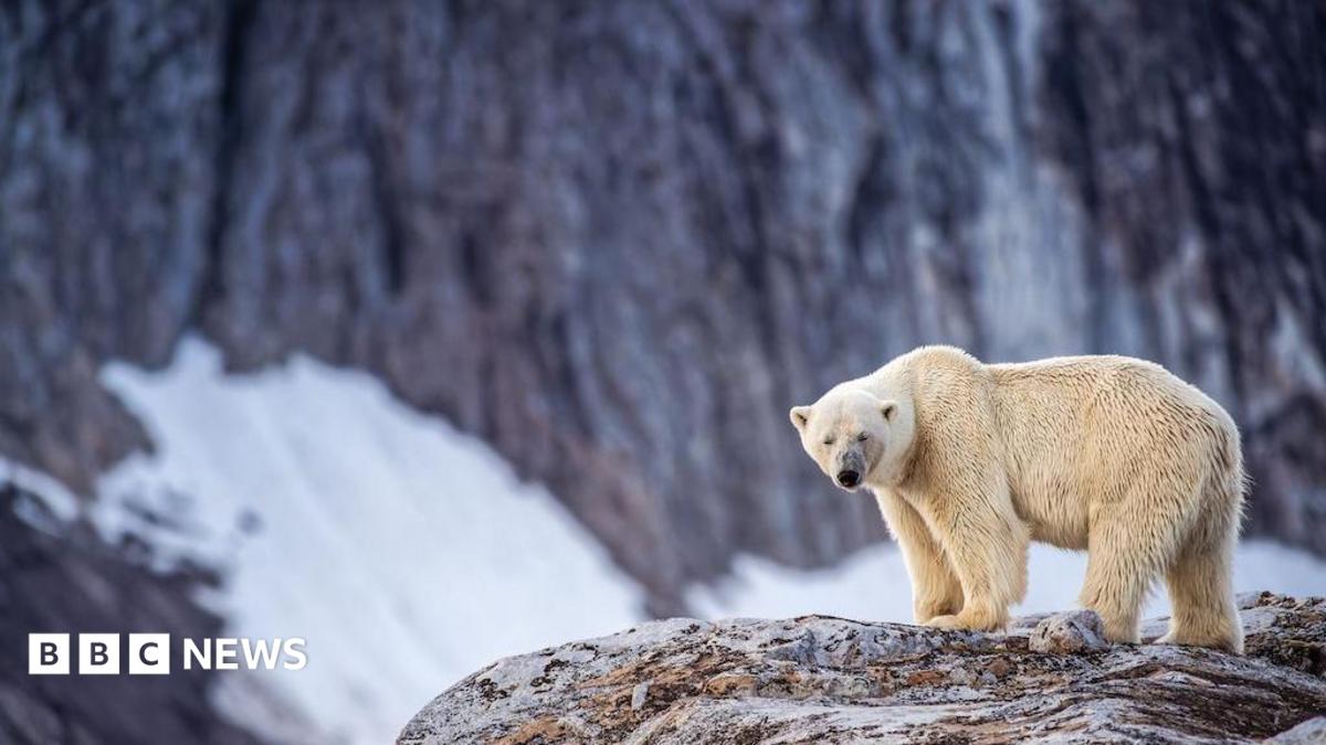 A polar bear in Svalbard standing on a rock