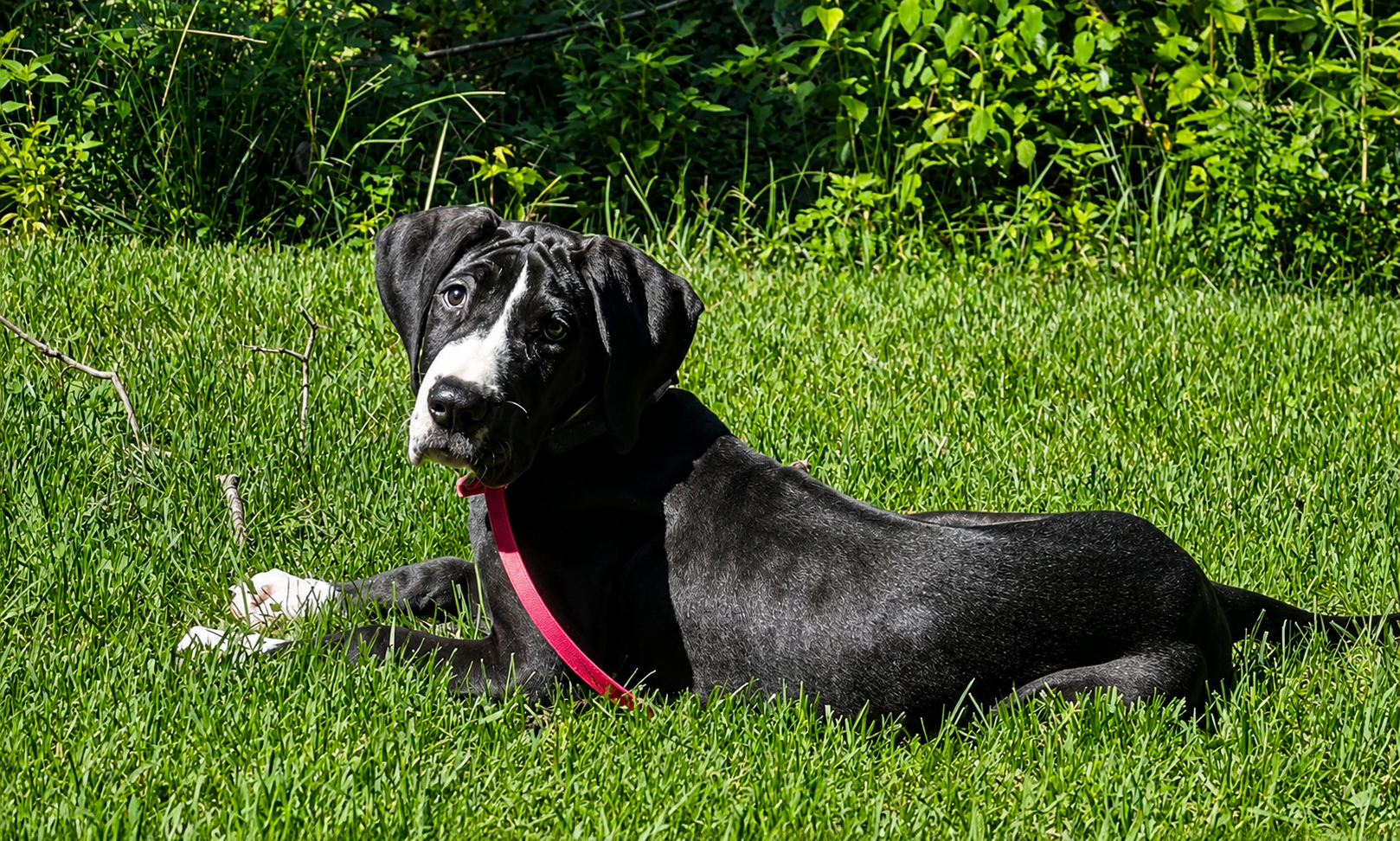 'Pet Pals TV': No-nonsense rules for training puppies - Indianapolis News | Indiana Weather | Indiana Traffic