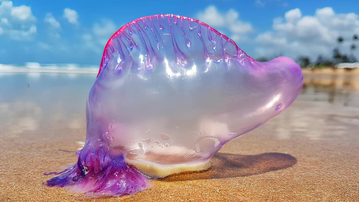 Portuguese man o' wars spread in Spain: what to do if you get stung