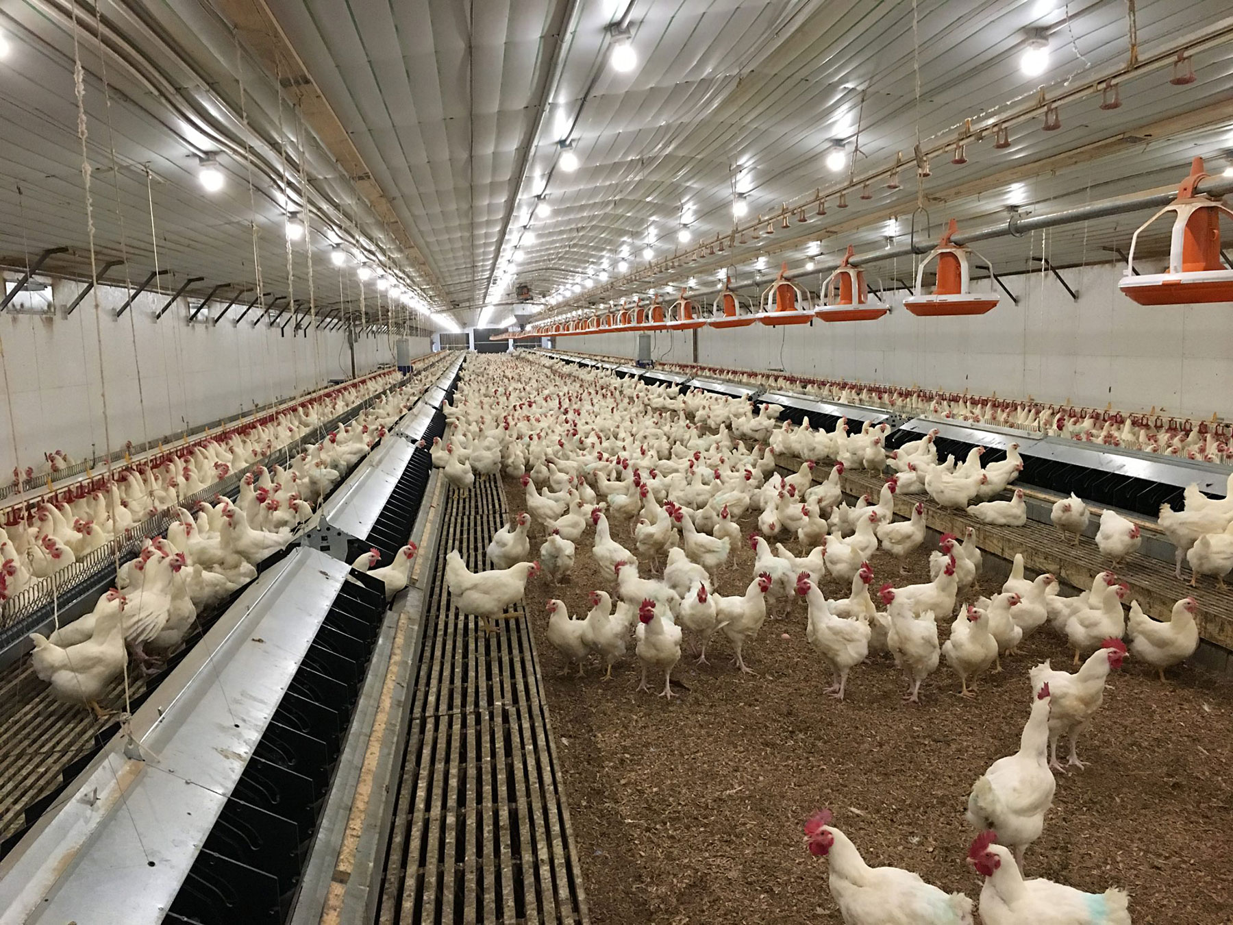 Poultry farmers demand Zim import ban immediately