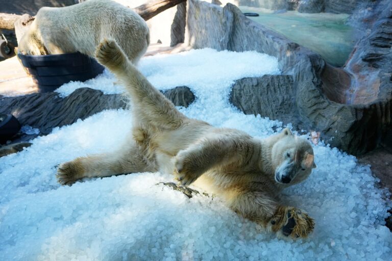 Prague zoo keeps polar bears cool with ice cubes as European summer heatwave hits
