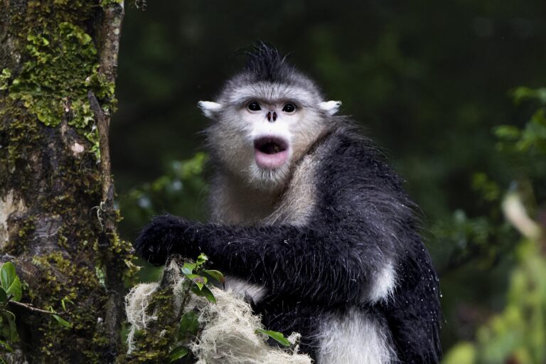 Protecting primates could protect thousands of other species, study finds