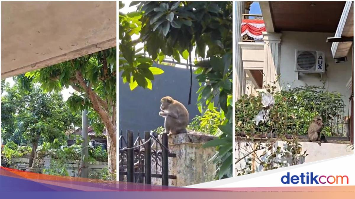 Puluhan Monyet Ekor Panjang Serbu Permukiman Warga di Bandar Lampung