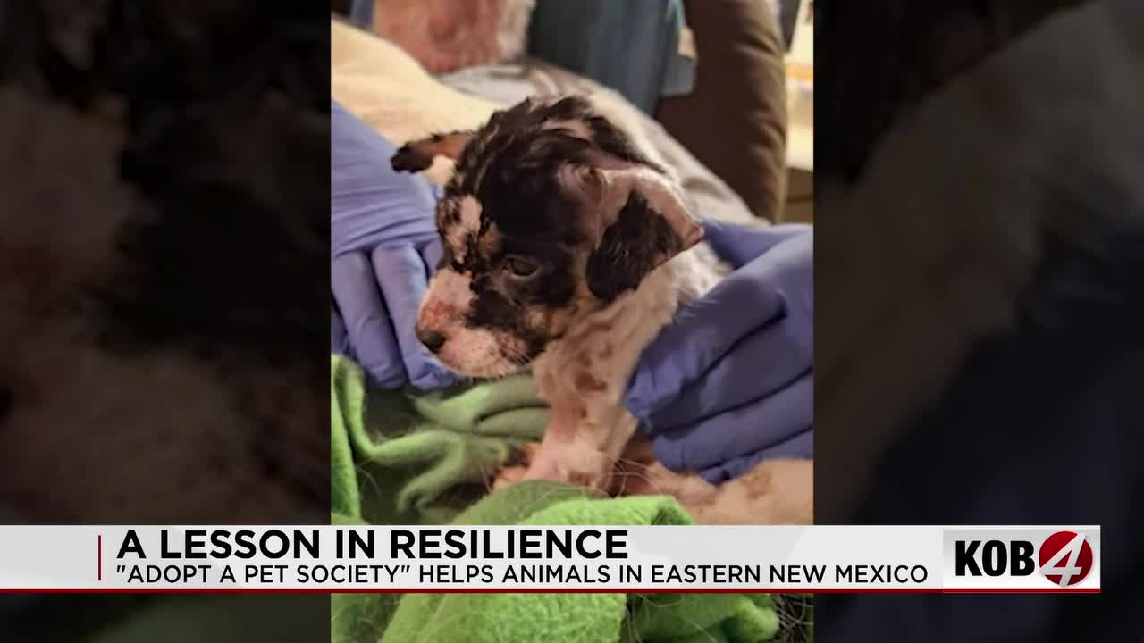 Puppy rescued after being left on ant hill to die