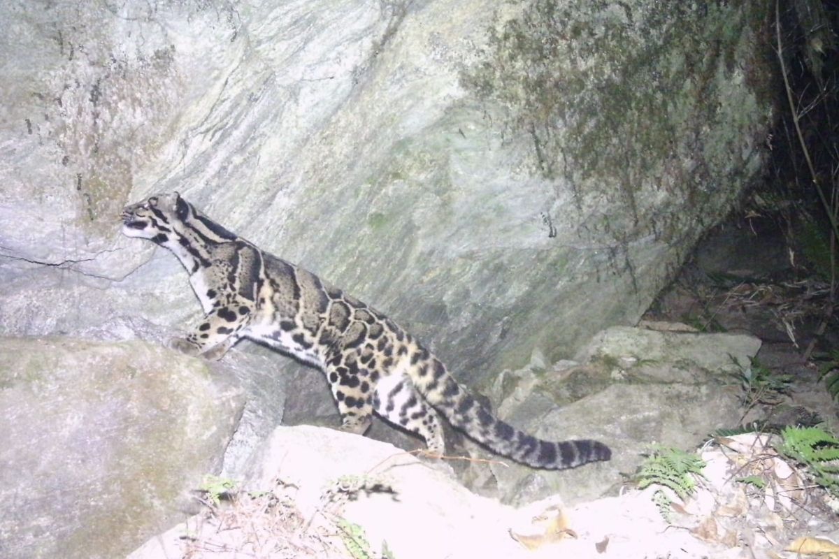 Rare clouded leopard captured on camera in Tawang, hinting at wider presence in Arunachal
