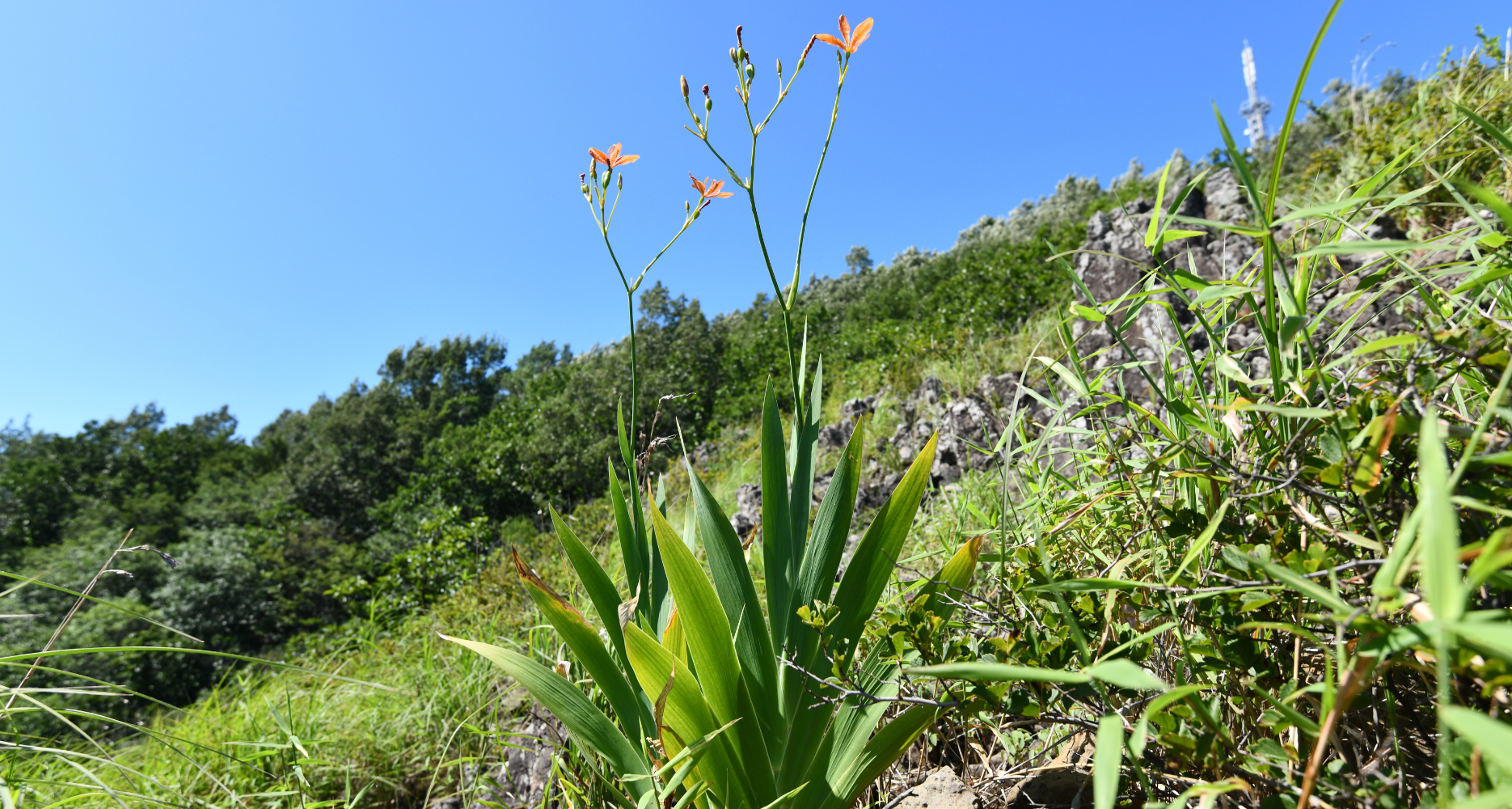 Rare flower discovered on mountain near North Korean border