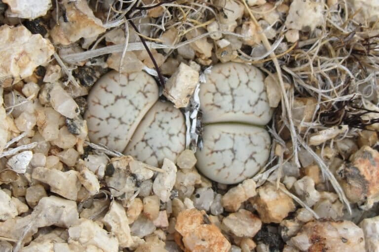 Rare living stone plant, found in a tiny area in Namibia, is critically endangered