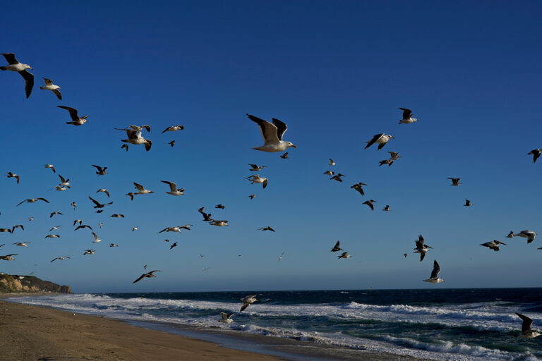 Reconnecting the skies: Linking flyways for migratory seabirds across continents