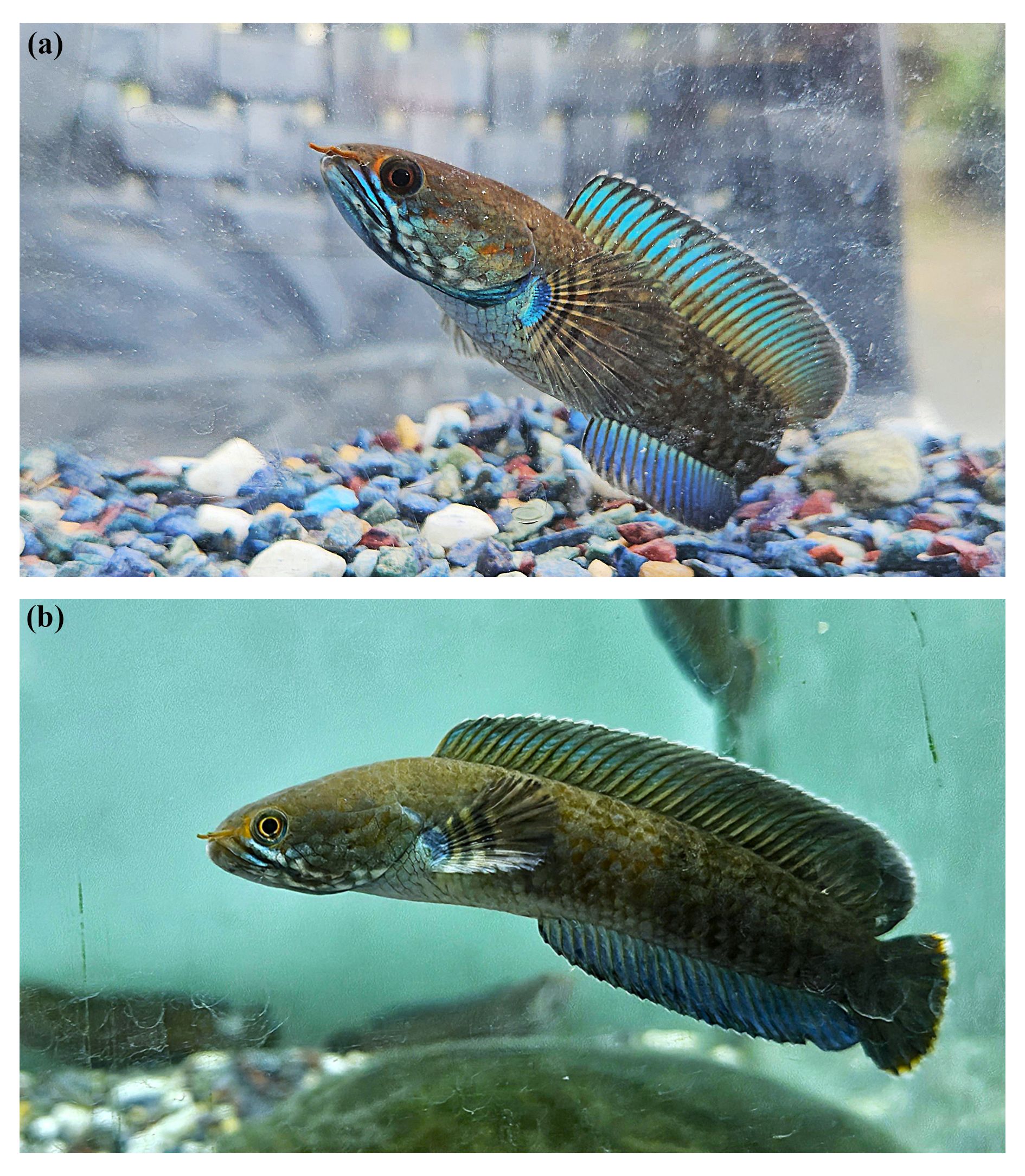 Researchers crack captive breeding of rare Himalayan snakehead