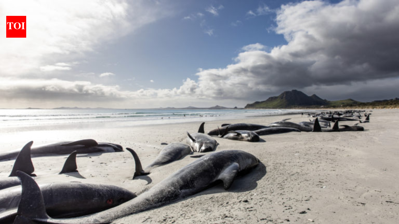 Researchers examined pilot whales stranded around Hawaii over 13 years; 3 had swallowed up to 12 pounds of marine debris, including as many as 35,543 pieces of plastic in a single stomach