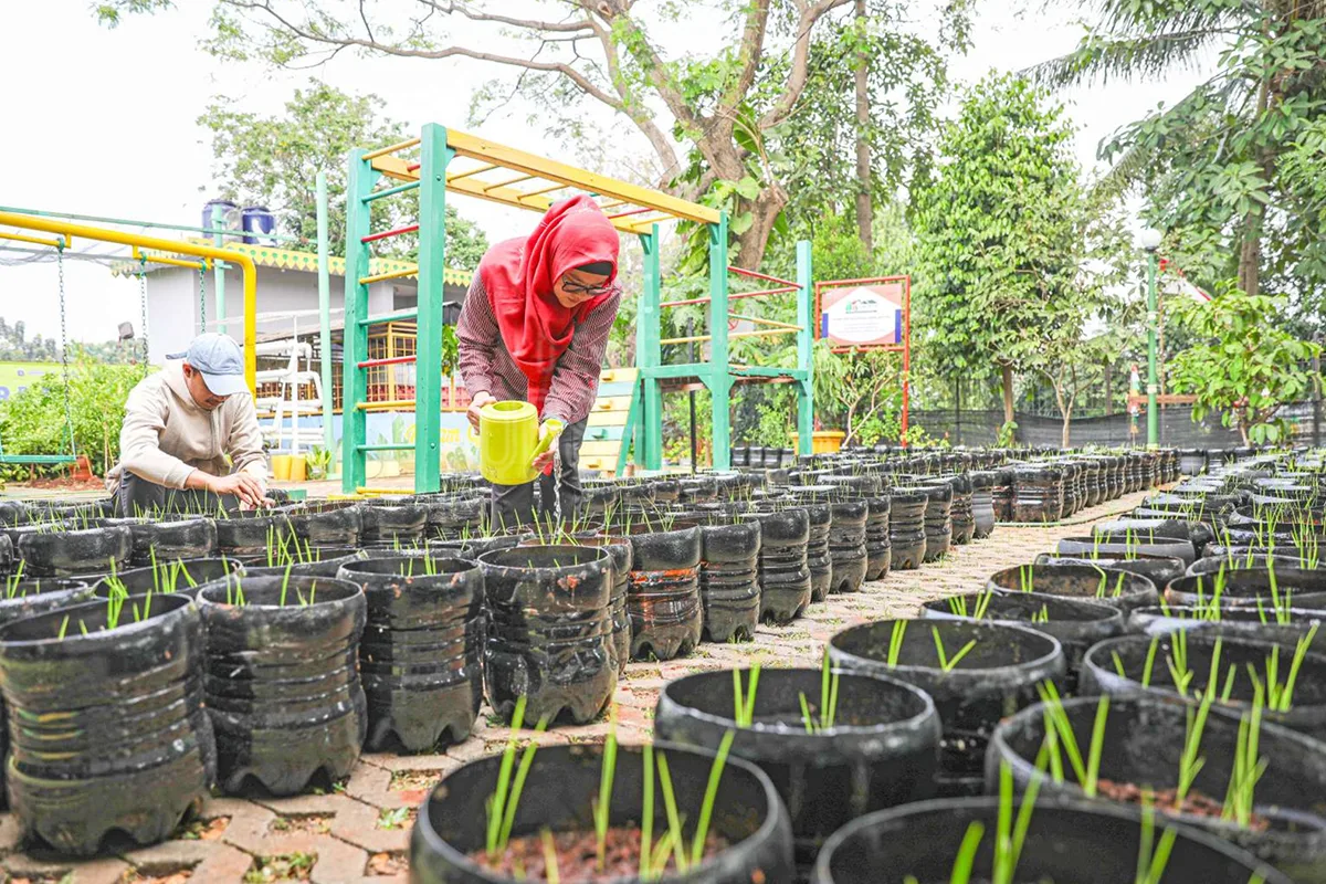 planting rice