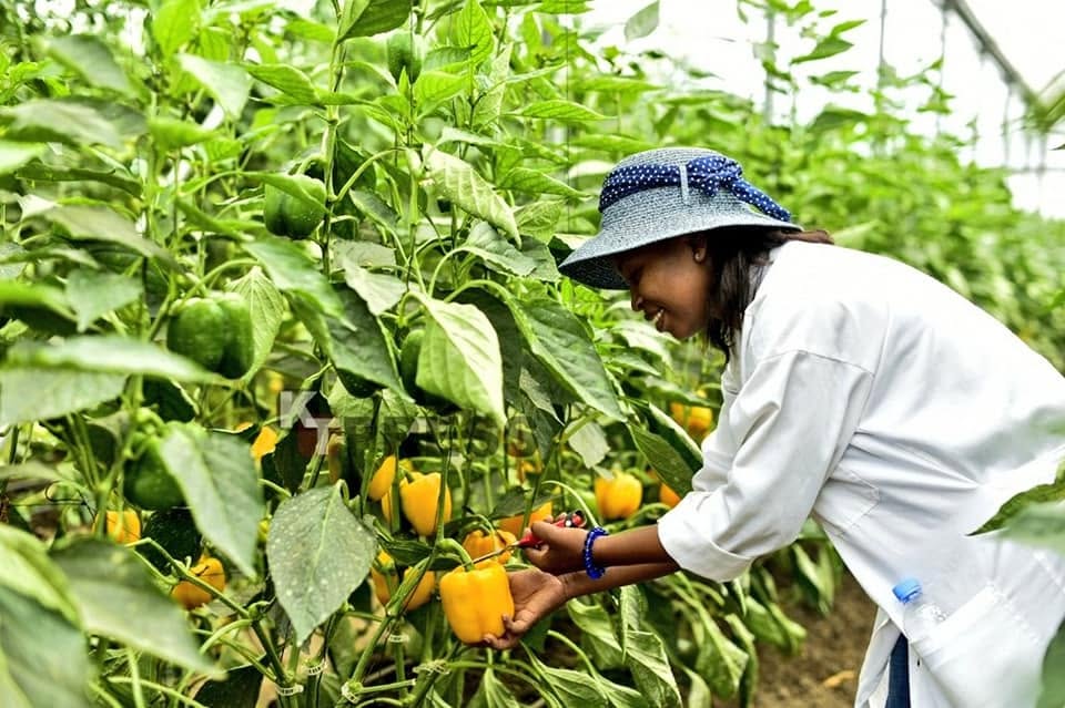 Rwanda’s Agricultural Exports Cross $1 Billion for the First Time