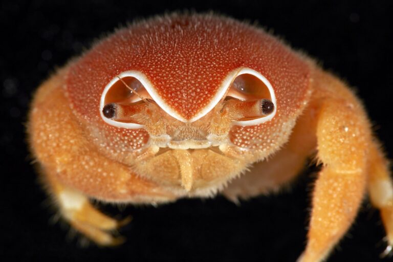 Scientists discover 149 new deep-sea species at remote Indian Ocean seamounts