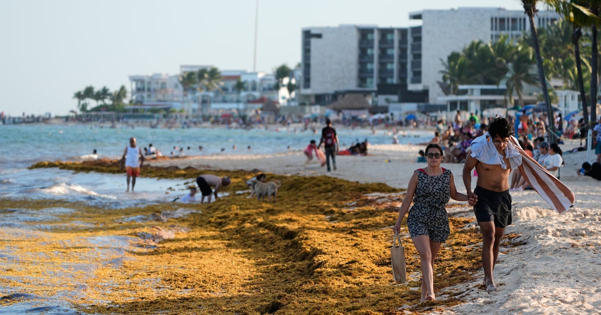 Seaweed smothers beaches from the Caribbean to Mexico