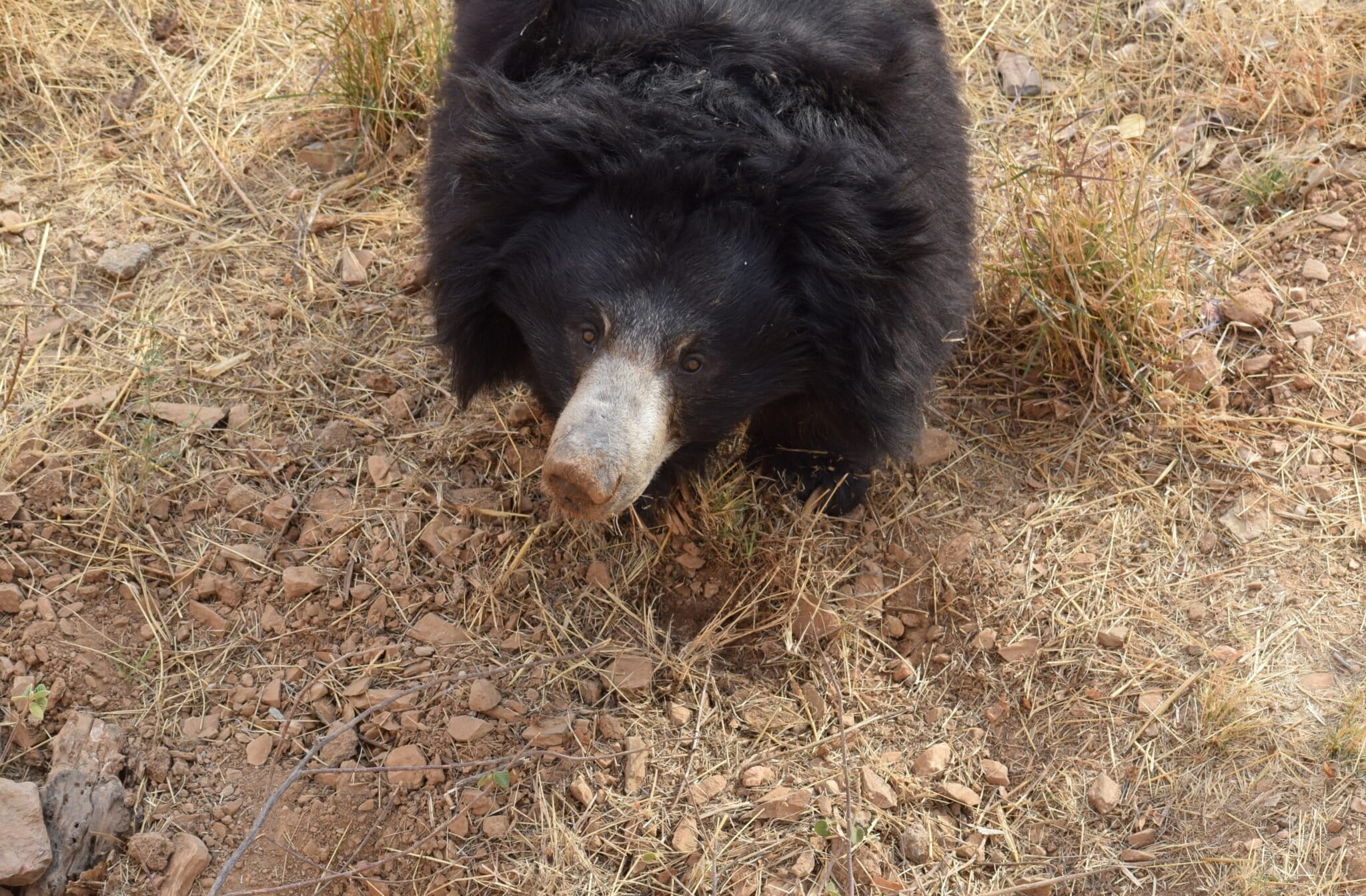Sloth bears help shape India's dry forests as unlikely seed dispersers