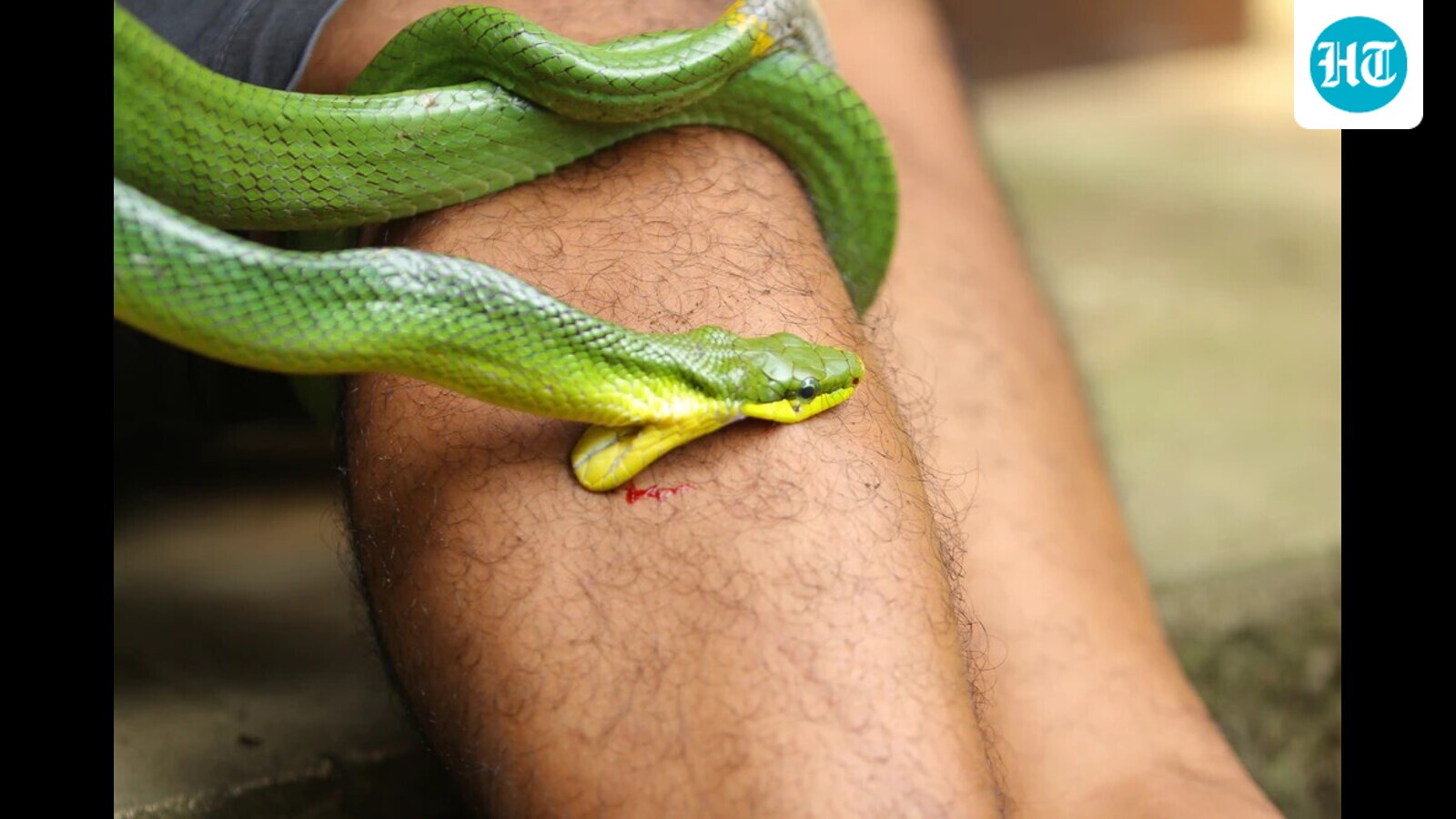 Snake bites Class 1 student in Kolkata; search ordered: Forest dept