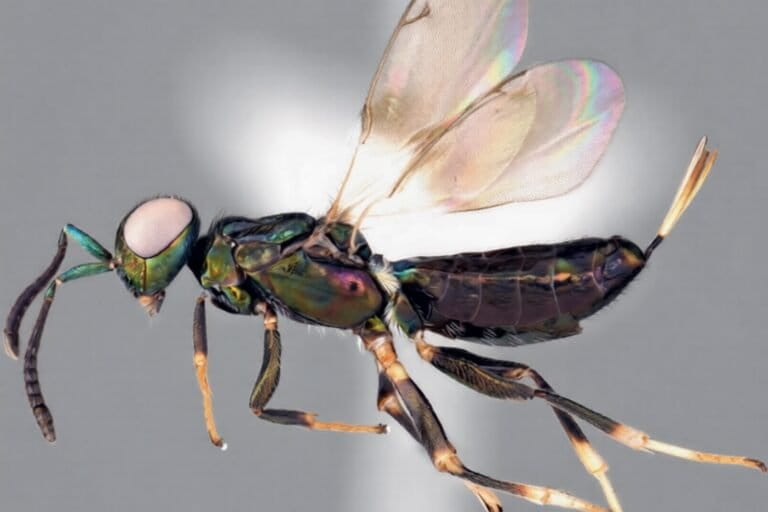 Social media images lead to first recording of parasitoid wasp species in Japan