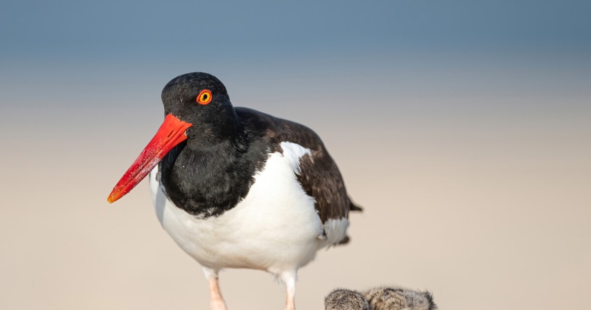 Something Wild: Saving birds to save the planet