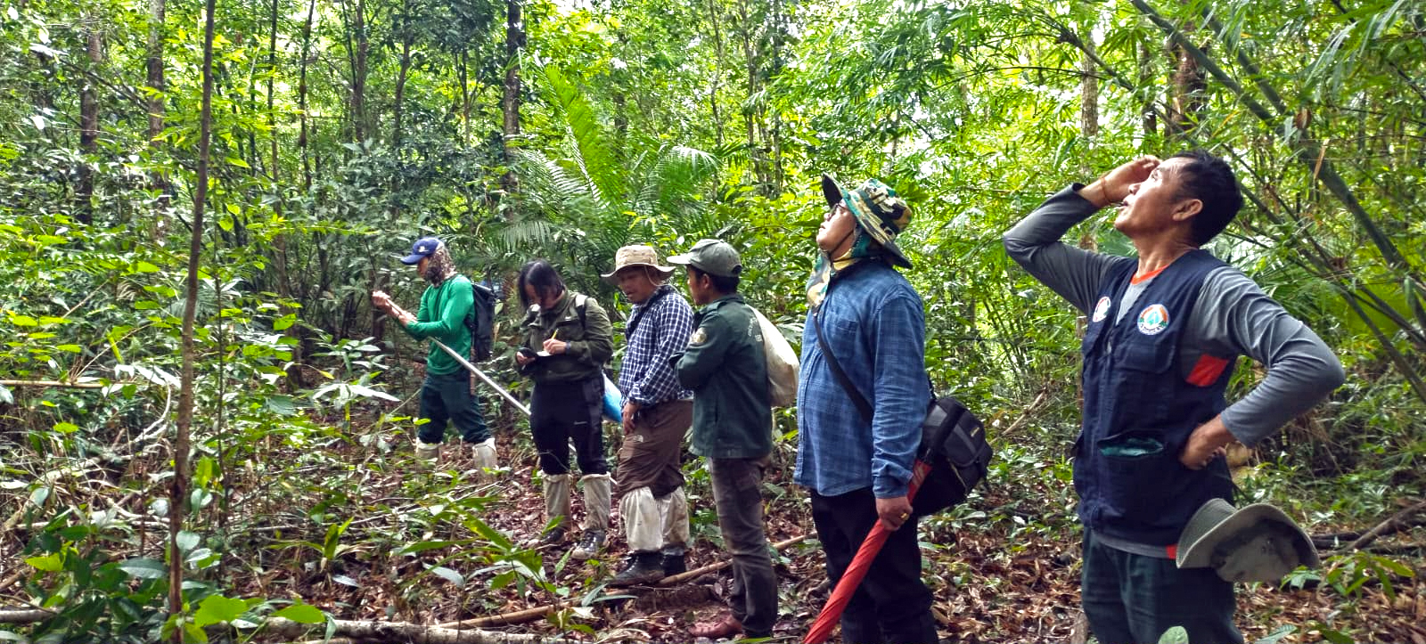 Southeast Asia is a hotspot for oak trees, many under 'dire threat'