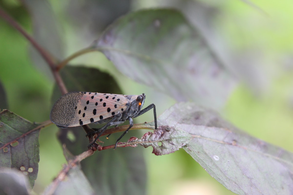 Spotted Lanternflies Invading Parts Of New York State