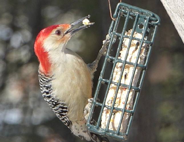 State Pesticide Control Board proposes to strengthen regulation of two classes of chemicals known to threaten biodiversity