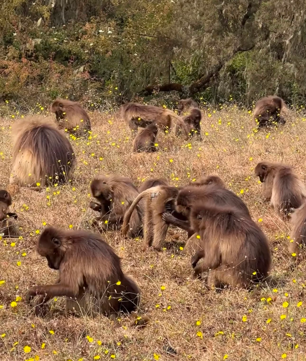 Stop the Execution of Primates at Nech Sar National Park, Ethiopia- Coalition for Cruelty-Free Africa (CFCFA)
