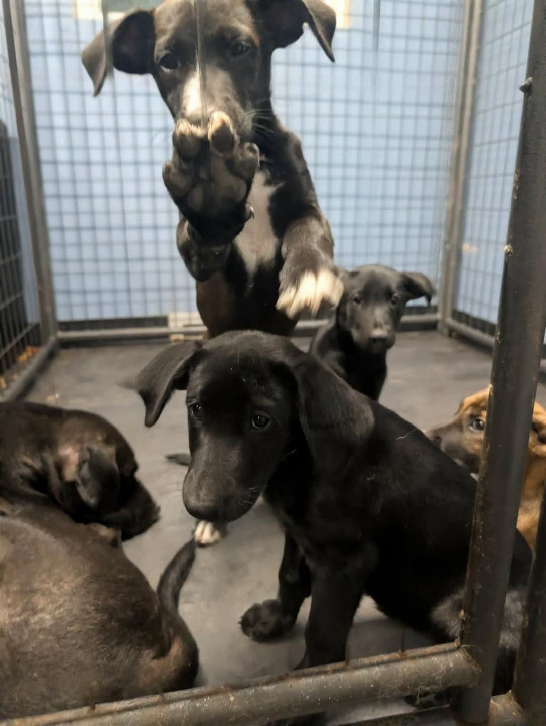The Good Life Rescue saves four puppies and a mom after found near NE and KS boarder